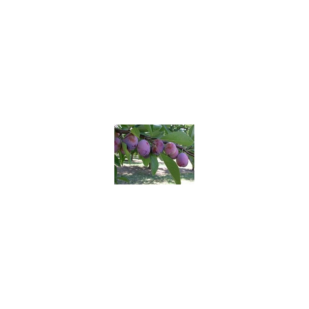 PRUNIER Ente