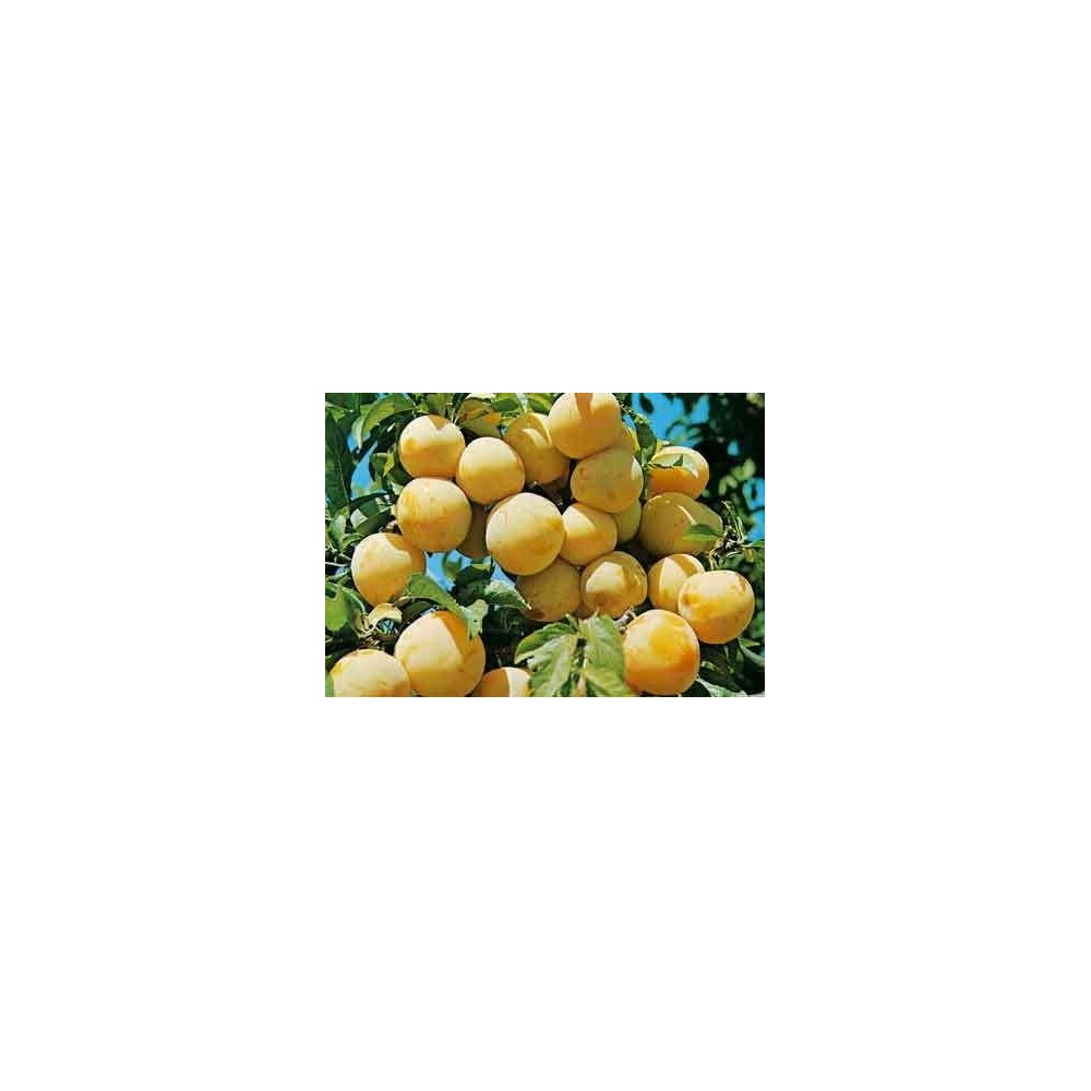 PRUNIER Reine Claude d'Oullins