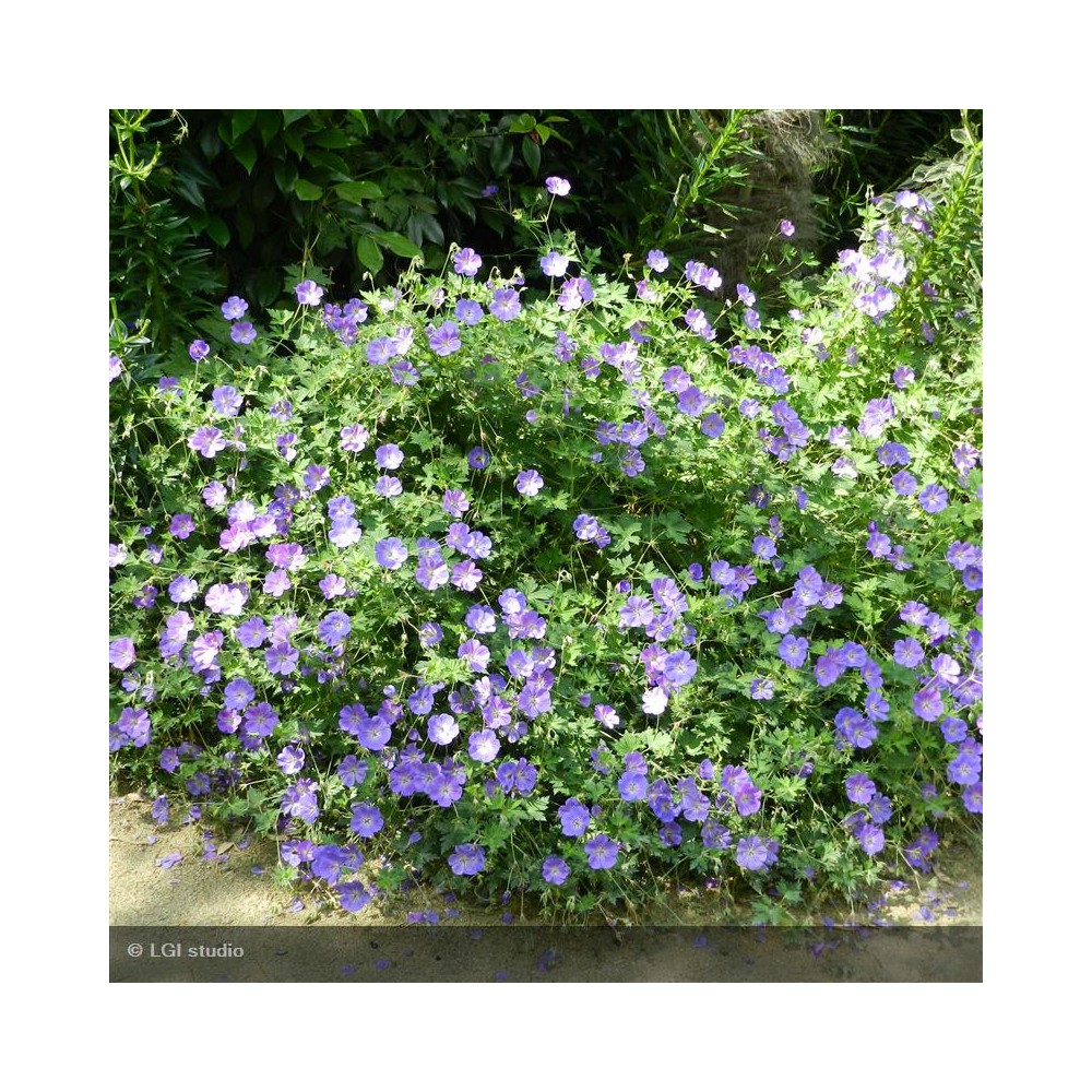 GERANIUM Rozane®