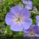 GERANIUM Rozane®