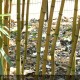 PHYLLOSTACHYS aureosulcata Aureocaulis