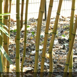 PHYLLOSTACHYS aureosulcata Aureocaulis