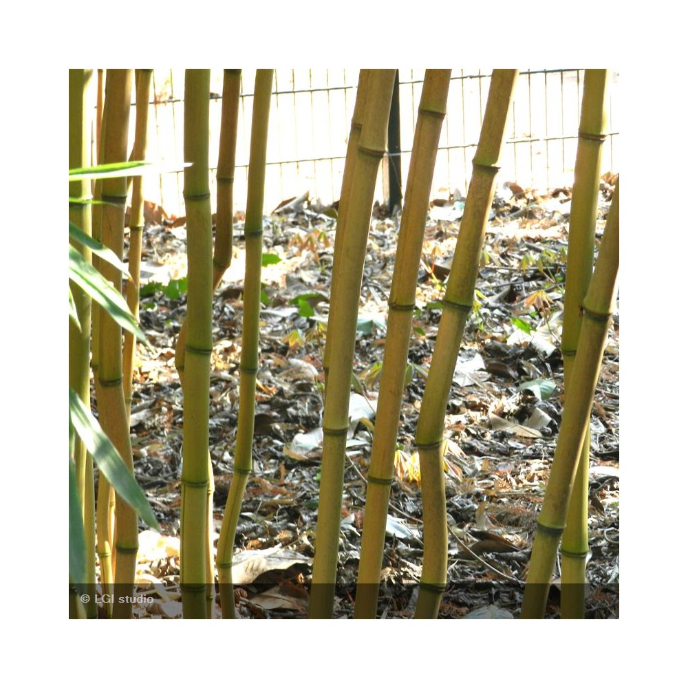 PHYLLOSTACHYS aureosulcata Aureocaulis