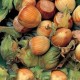 NOISETIER Fertile de Coutard