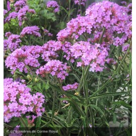 VERBENA bonariensis Lollipop