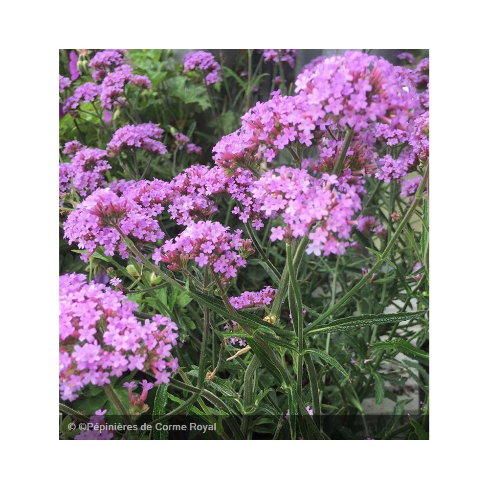 VERBENA bonariensis Lollipop