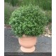 PITTOSPORUM tenuifolium Golf Ball