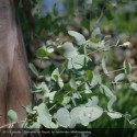 EUCALYPTUS gunnii Little Boy