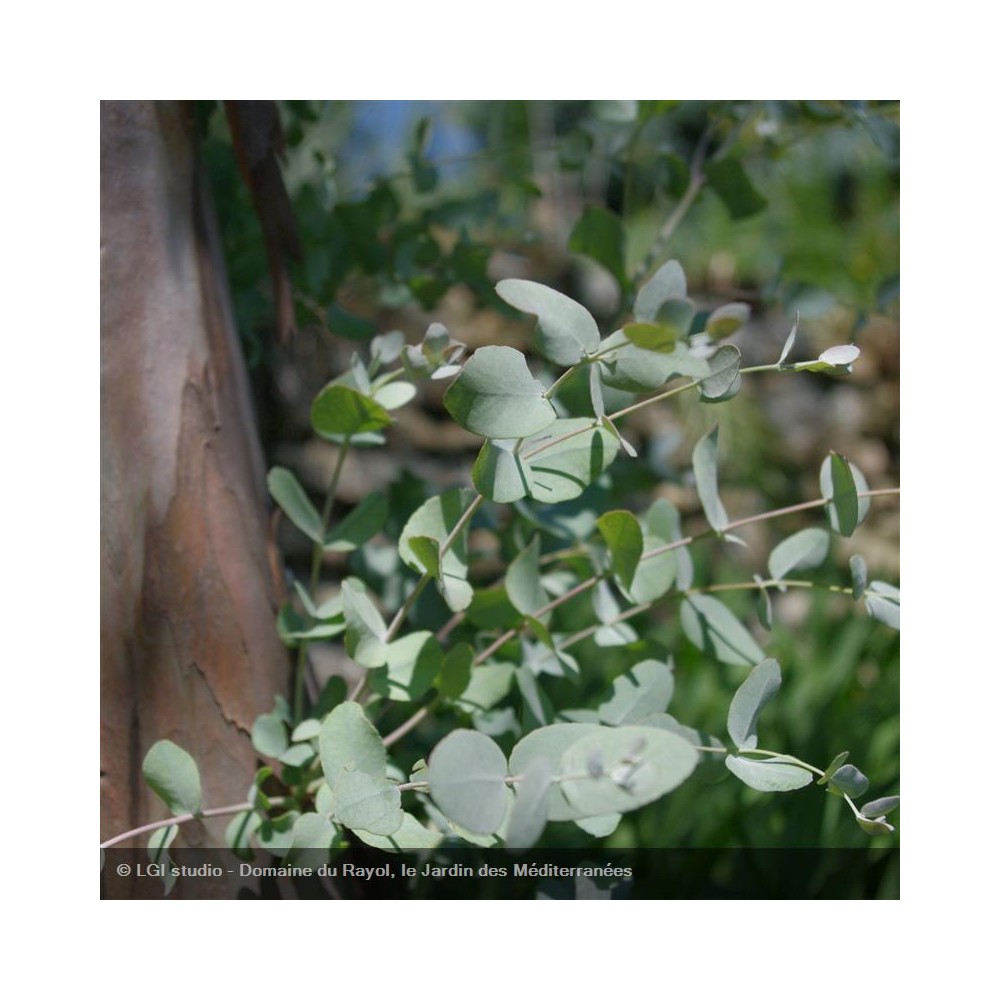 EUCALYPTUS gunnii Little Boy