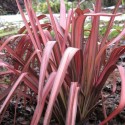 PHORMIUM Pink Panther