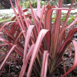 PHORMIUM Pink Panther