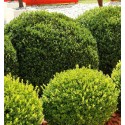 BUXUS sempervirens Arborescens