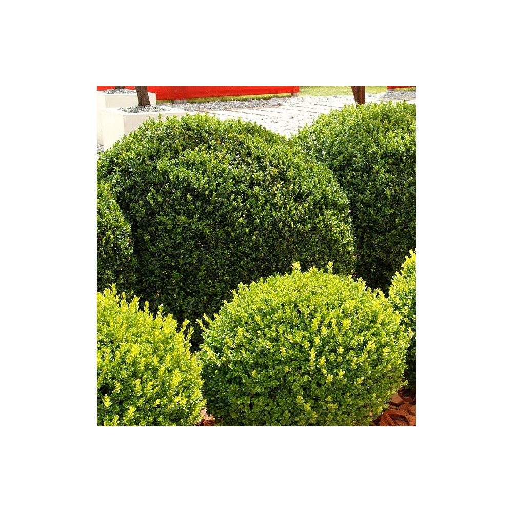 BUXUS sempervirens Arborescens
