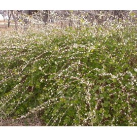 LONICERA fragrantissima