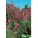 TAMARIX africana