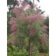 TAMARIX ramosissima Pink Cascade