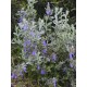 TEUCRIUM fruticans Azureum