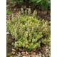 THYMUS citriodorus Aureus