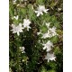 WESTRINGIA fruticosa