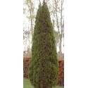 THUYA occidentalis Emeraude