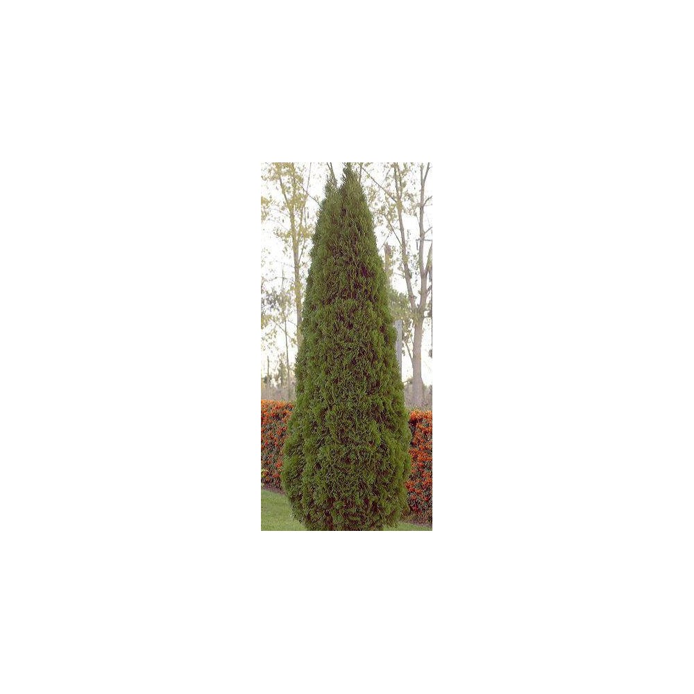 THUYA occidentalis Emeraude
