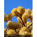 EDGEWORTHIA chrysantha