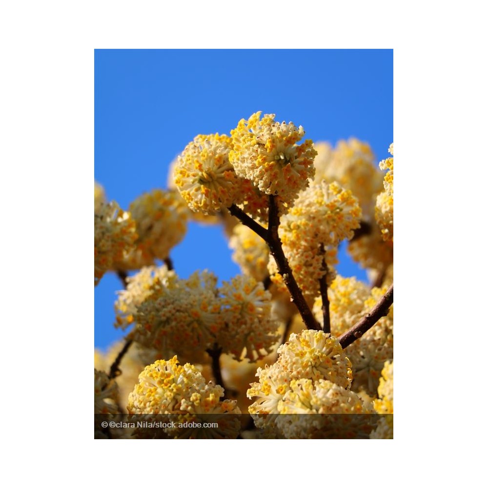 EDGEWORTHIA chrysantha