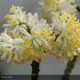 EDGEWORTHIA chrysantha