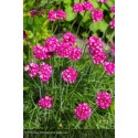 ARMERIA maritima Splendens