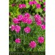 ARMERIA maritima Splendens