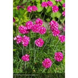 ARMERIA maritima Splendens