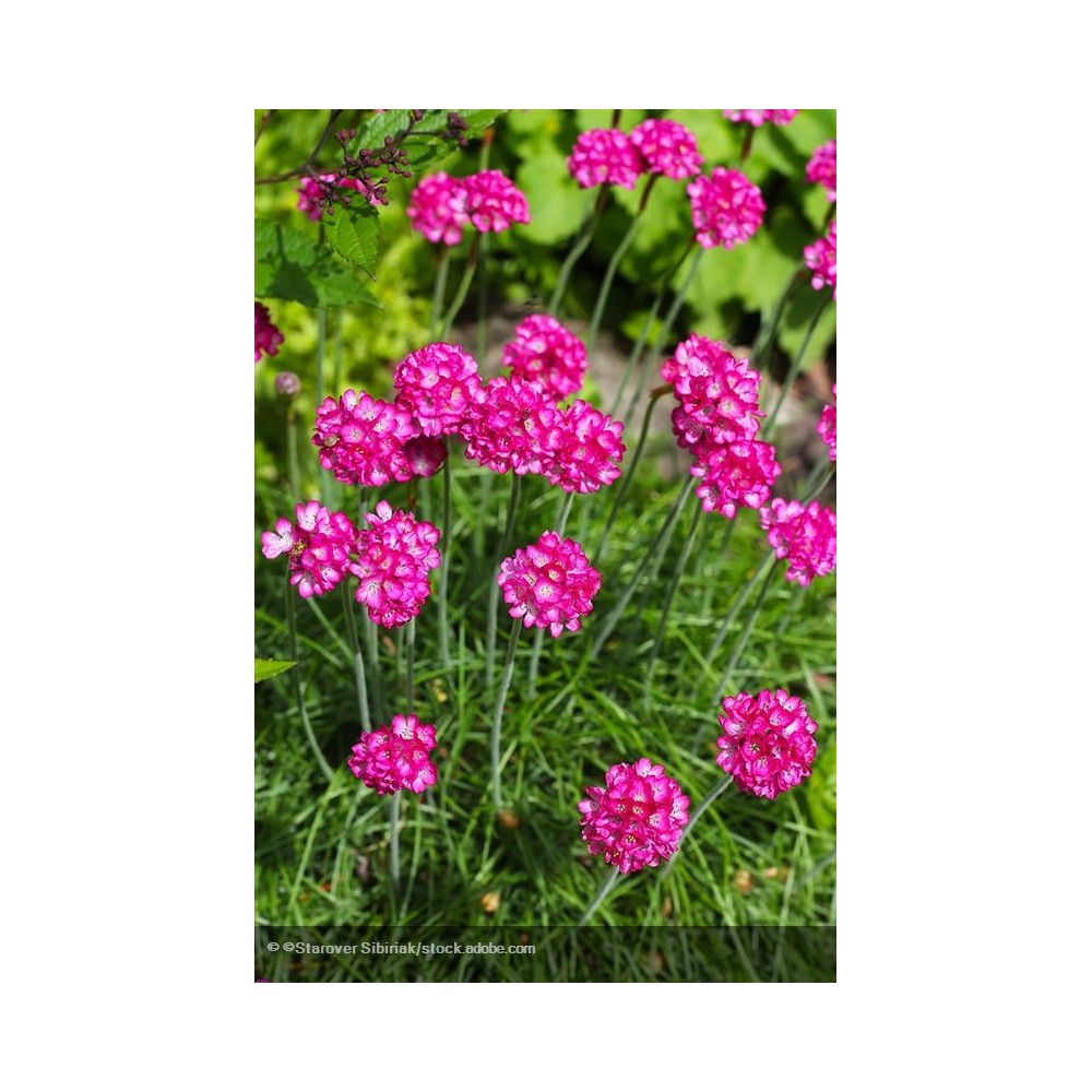 ARMERIA maritima Splendens