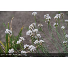 ARMERIA pseudarmeria Ballerina White