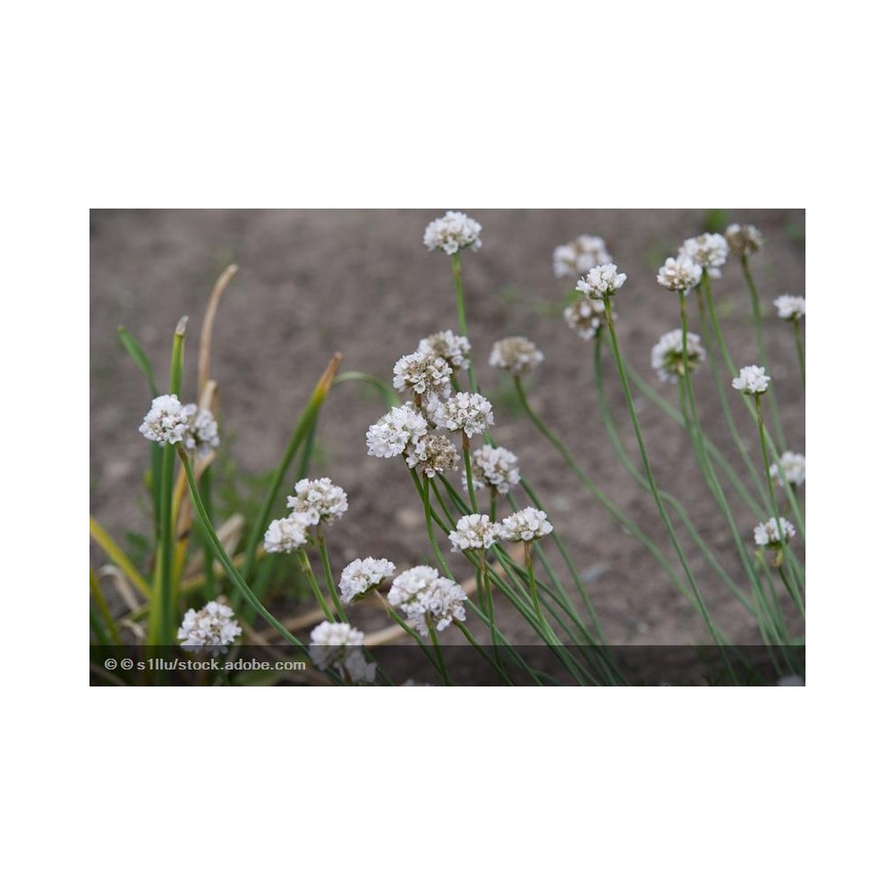 ARMERIA pseudarmeria Ballerina White