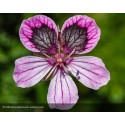 ERODIUM Spanish Eyes