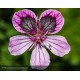 ERODIUM Spanish Eyes