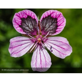 ERODIUM Spanish Eyes