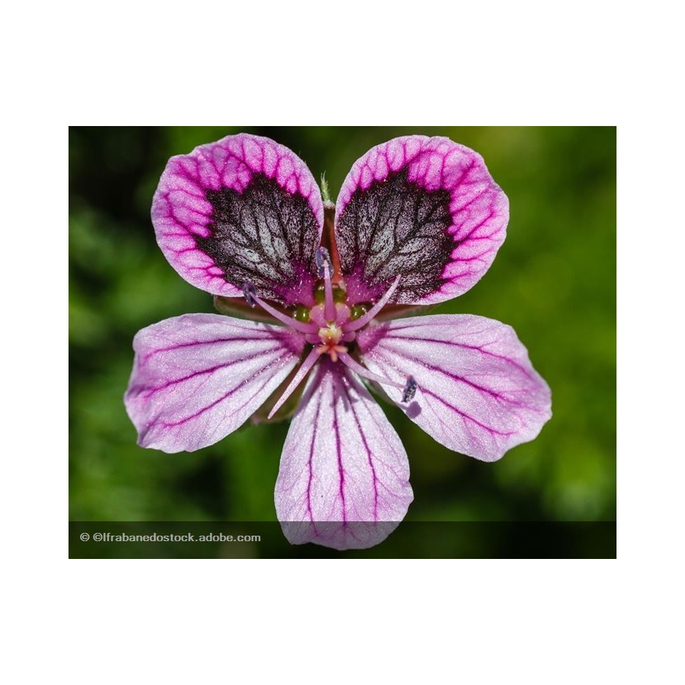 ERODIUM Spanish Eyes