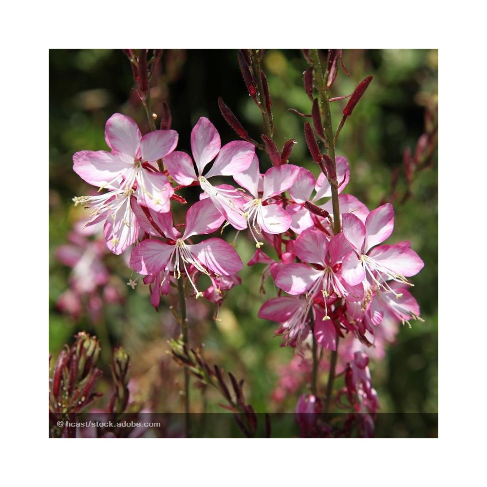 GAURA lindheimeri Summer Emotions