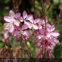 GAURA lindheimeri Summer Emotions