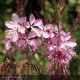 GAURA lindheimeri Summer Emotions