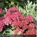 SEDUM Red Cauli