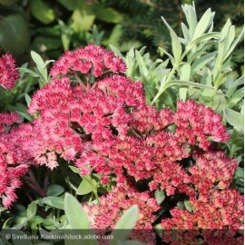 SEDUM Red Cauli