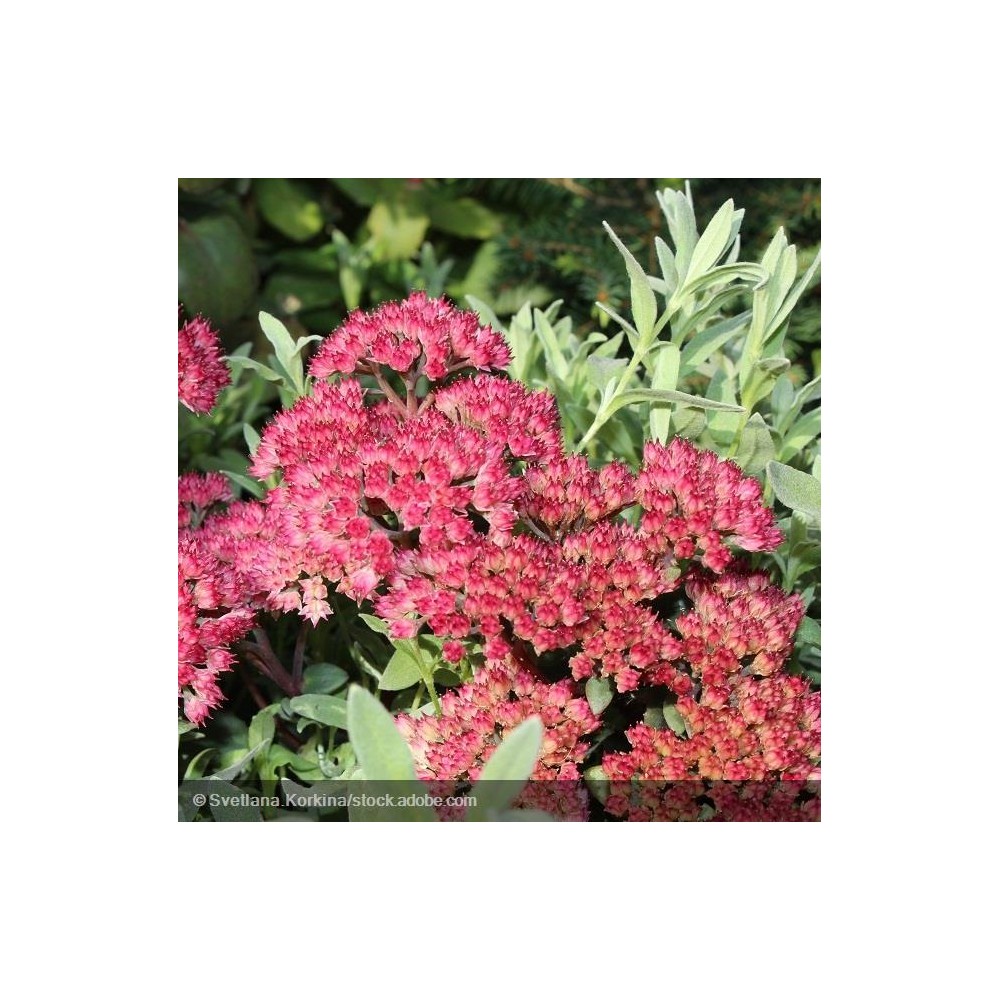 SEDUM Red Cauli