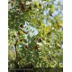 ZIZIPHUS jujuba