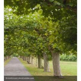 PLATANUS x acerifolia