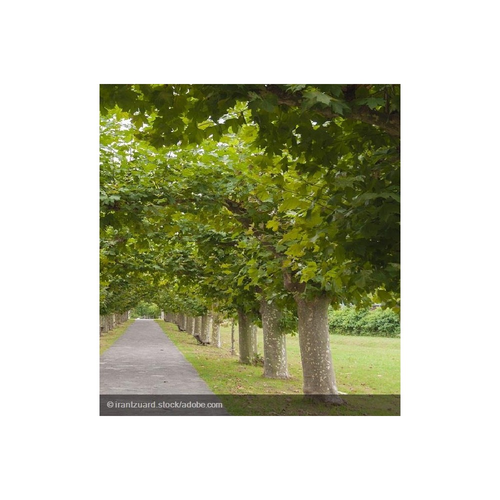 PLATANUS x acerifolia