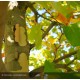 PLATANUS x acerifolia