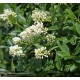 LIGUSTRUM sinense