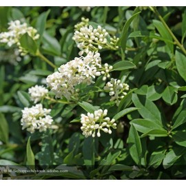 LIGUSTRUM sinense